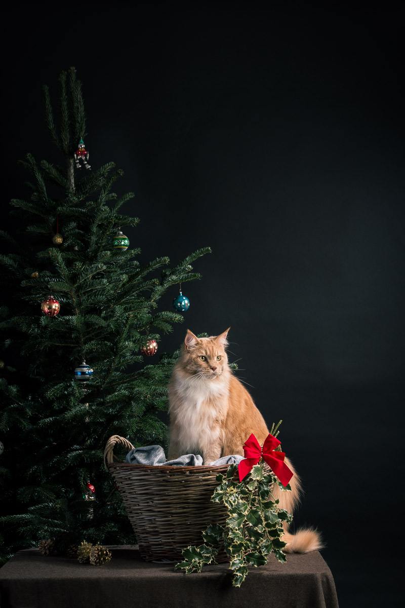 Weihnachts Fotoshootings Fur Hunde I Weihnachten Mit Tierlicht