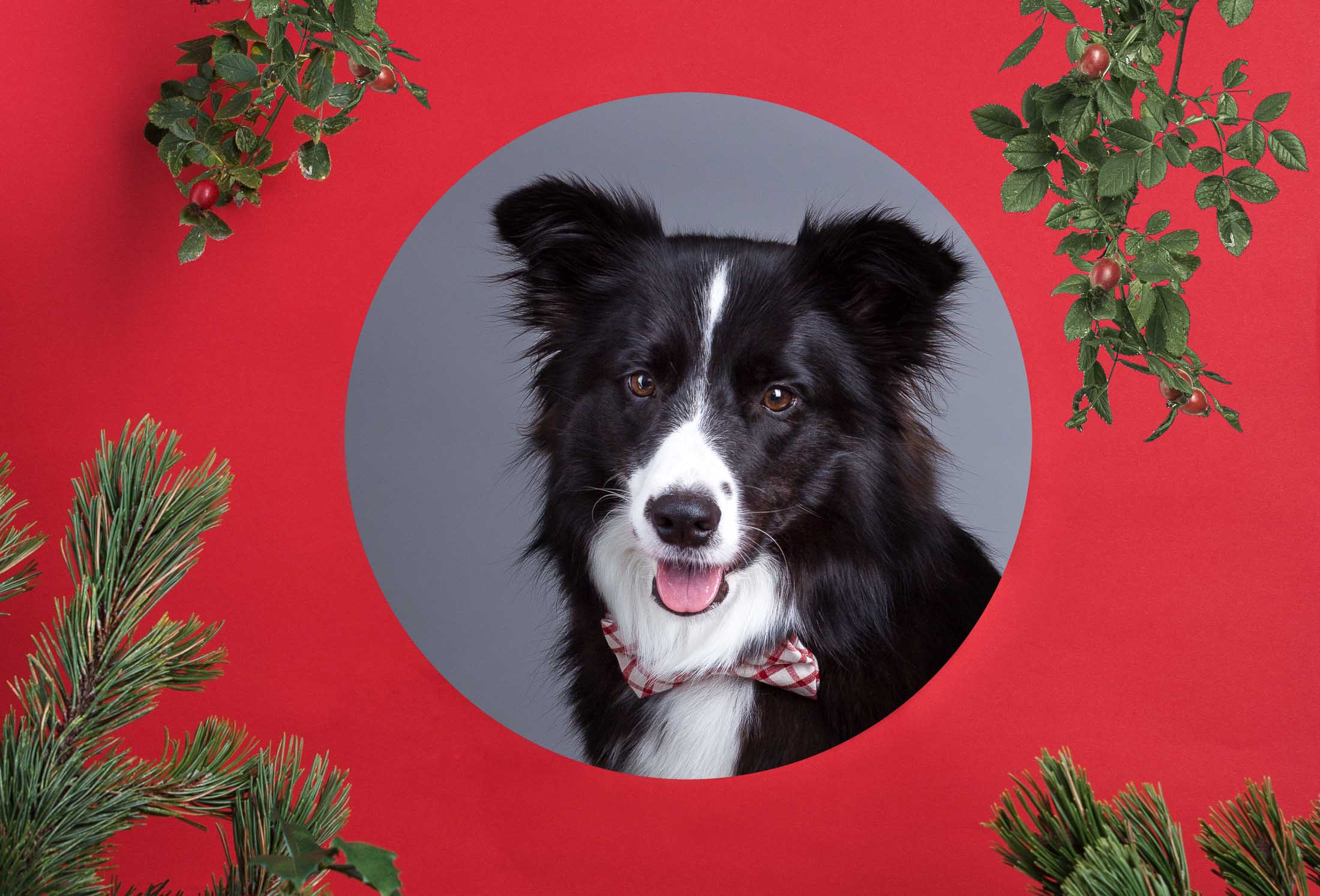 Weihnachts Fotoshootings Fur Hunde I Weihnachten Mit Tierlicht